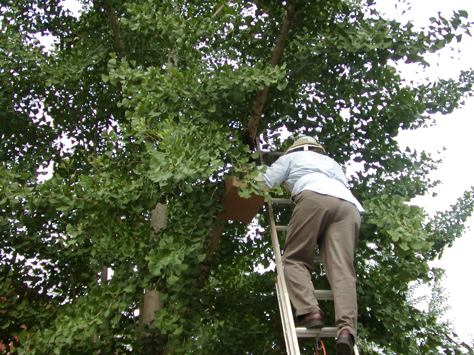 Youth Forestry and Natural Resources - Podcasts